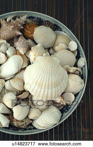 Stock Photo - Decorative seashells. Fotosearch