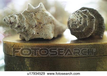 Stock Photo - Decorative seashells. Fotosearch