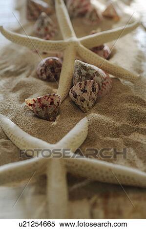 Decorative starfishes and seashells in sand View Large Photo Image Stock Photography - Decorative starfishes and seashells in sand. Fotosearch