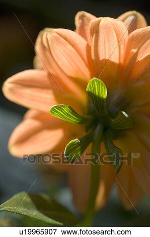 Stock Photo - Detail of a flower. Fotosearch