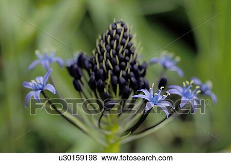 Stock Photo - Detail of a flower. Fotosearch
