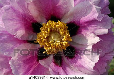 Detail of a Peony View Large Photo Image Picture - Detail of a Peony. Fotosearch