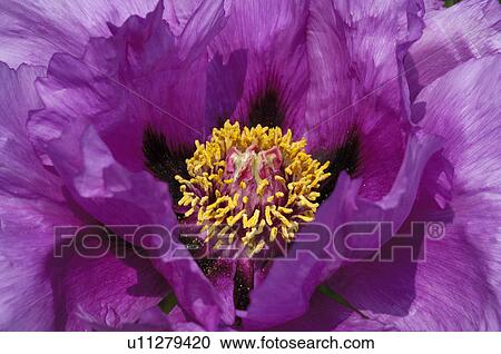 Detail of a Peony View Large Photo Image Stock Image - Detail of a Peony. Fotosearch