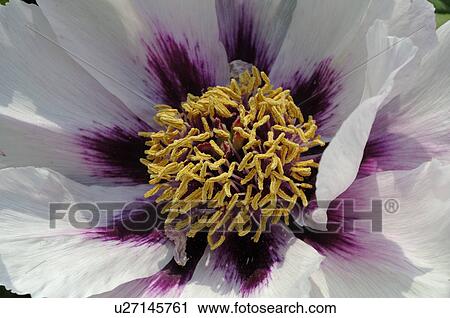 Detail of a Peony View Large Photo Image Stock Image - Detail of a Peony. Fotosearch