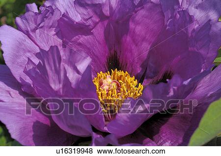 Detail of a Peony View Large Photo Image Stock Photo - Detail of a Peony. Fotosearch