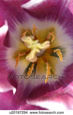 Picture - Detail of a tulip. Fotosearch