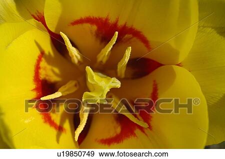 Detail of a tulip View Large Photo Image Stock Photo - Detail of a tulip. Fotosearch