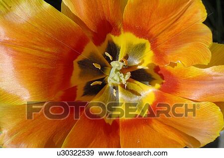 Detail of an orange tulip View Large Photo Image Stock Photo - Detail of an orange tulip. Fotosearch