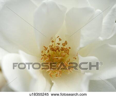 Detail of white flower View Large Photo Image Stock Photography - Detail of white flower. Fotosearch