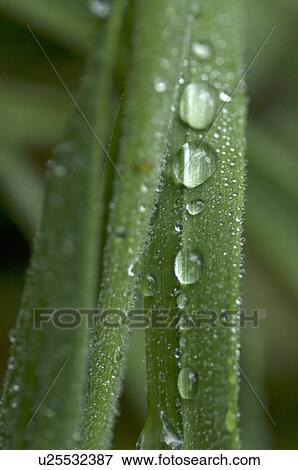 Dewdrops on blade of grass View Large Photo Image Stock Photo - Dewdrops on blade of grass. Fotosearch