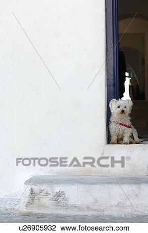 Stock Image - Dog sitting on front stoop. Fotosearch
