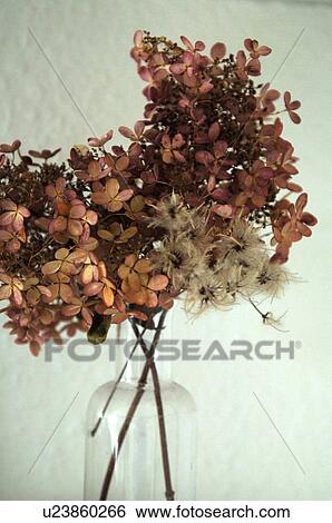 Stock Photograph - Dried flowers in vase. Fotosearch