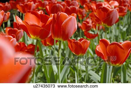 Stock Image - Field of red tulips. Fotosearch
