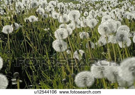 Stock Photograph - Field with dandelions. Fotosearch