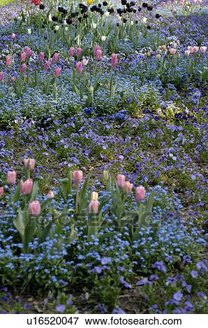 Field with flowers View Large Photo Image Stock Photo - Field with flowers. Fotosearch