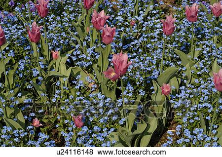 Stock Photo - Field with flowers. Fotosearch