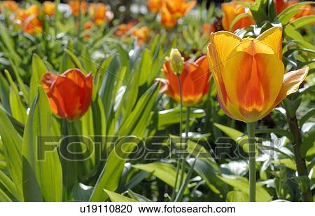 Field with tulips View Large Photo Image Stock Image - Field with tulips. Fotosearch
