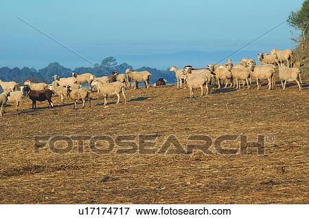 Flock of sheep on hill View Large Photo Image Stock Photo - Flock of sheep on hill. Fotosearch