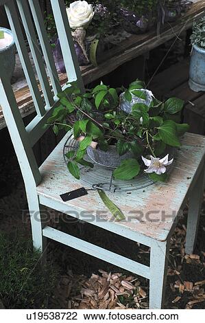 Stock Image - Flower on wooden chair. Fotosearch