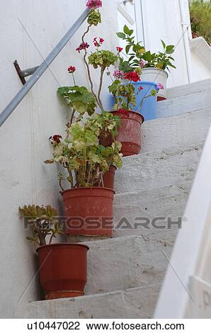 Flower pots standing on stairs View Large Photo Image Stock Image - Flower pots standing on stairs. Fotosearch