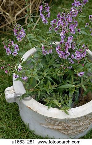 Stock Image - Flower tub with flowers in garden. Fotosearch