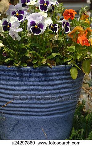 Stock Photo - Flower tub with flowers in garden. Fotosearch