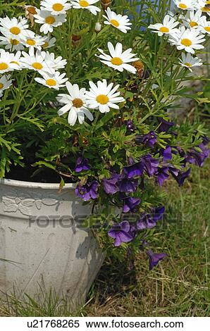 Stock Photography - Flower tub with flowers in garden. Fotosearch
