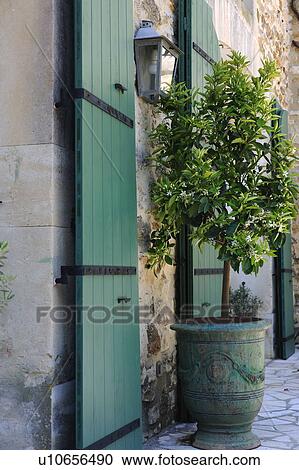 Flower tub with tree at house View Large Photo Image Stock Image - Flower tub with tree at house. Fotosearch