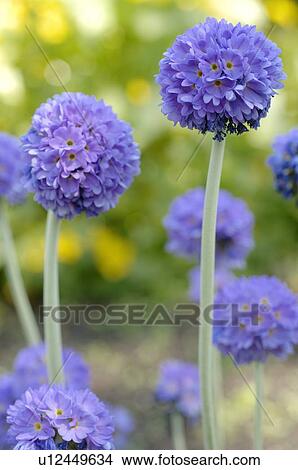 Picture - Flower with blue blossoms. Fotosearch