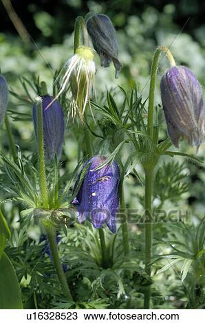 Stock Image - Flower with blue blossoms. Fotosearch
