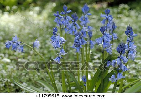 Stock Photography - Flower with blue blossoms. Fotosearch