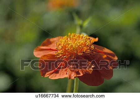 Picture - Flower with orange blossom. Fotosearch