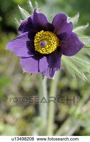 Flower with purple blossom View Large Photo Image Stock Photo - Flower with purple blossom. Fotosearch