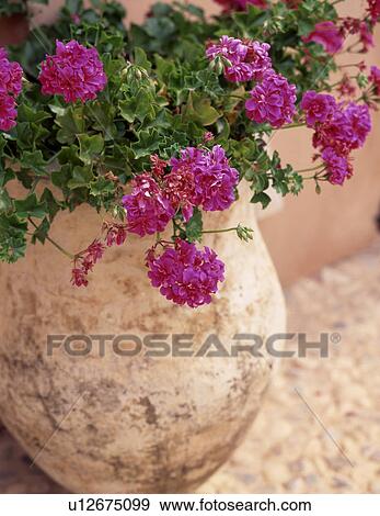 Flowering potted plant outdoors View Large Photo Image Stock Photo - Flowering potted plant outdoors. Fotosearch