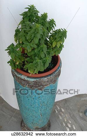 Stock Image - Flowerpot with basil. Fotosearch
