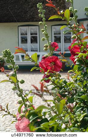 Flowers in front of a house with thatched roof View Large Photo Image Stock Image - Flowers in front of a house with thatched roof. Fotosearch