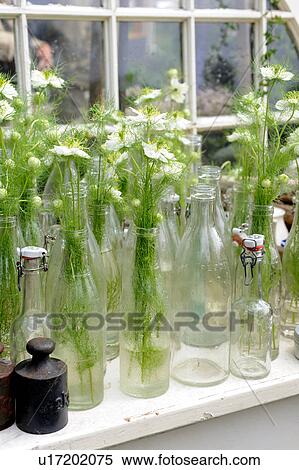 Stock Photography - Flowers in glass bottles on windowsill. Fotosearch
