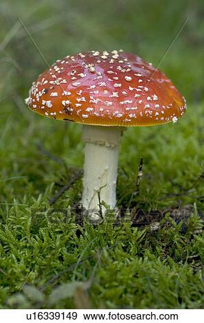 Fly agaric View Large Photo Image Stock Photo - Fly agaric. Fotosearch