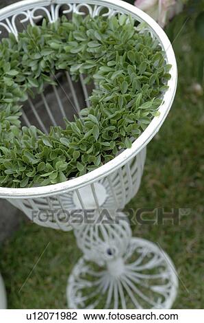Foliage plant in garden View Large Photo Image Stock Image - Foliage plant in garden. Fotosearch