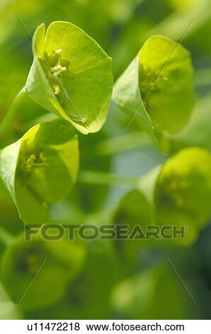 Stock Photo - Foliage plant outdoors. Fotosearch