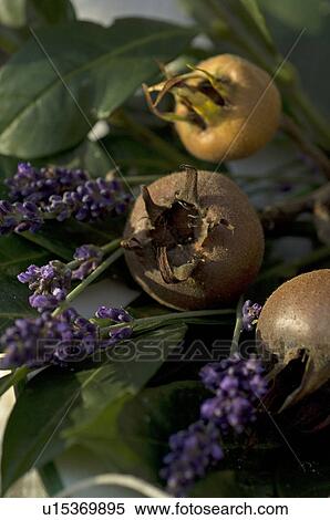 Fruits and lavender View Large Photo Image Stock Photography - Fruits and lavender. Fotosearch