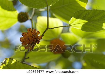 Fruits of a tree View Large Photo Image Stock Photo - Fruits of a tree. Fotosearch