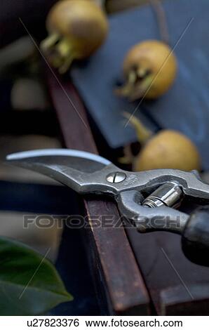 Stock Photograph - Garden shears and fruits. Fotosearch