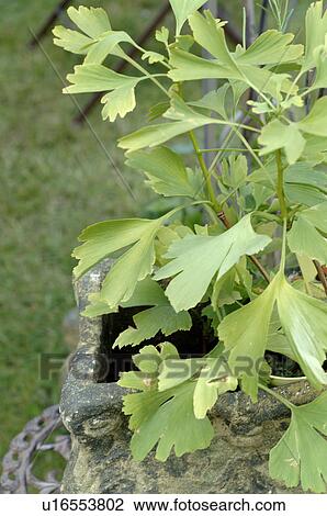 Gingko in flower tub in garden View Large Photo Image Stock Image - Gingko in flower tub in garden. Fotosearch