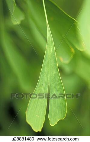 Stock Image - Gingko leaf. Fotosearch