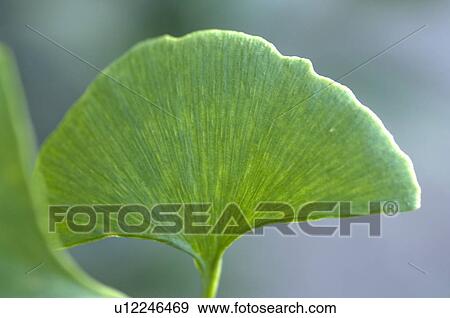 Gingko leaf View Large Photo Image Stock Photo - Gingko leaf. Fotosearch