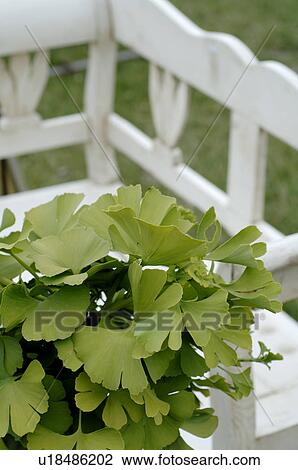 Stock Image - Ginkgo leaves and bench in garden. Fotosearch