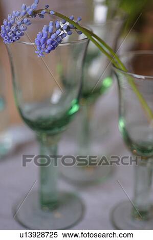 Stock Photography - Grape Hyacinth in glass. Fotosearch