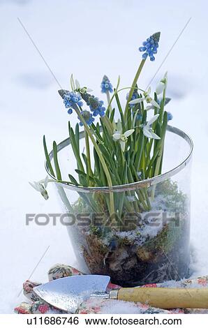 Stock Photograph - Grape hyacinths and snowdrops in a glass. Fotosearch