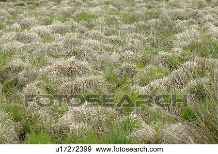 Stock Photo - Grass in meadow. Fotosearch